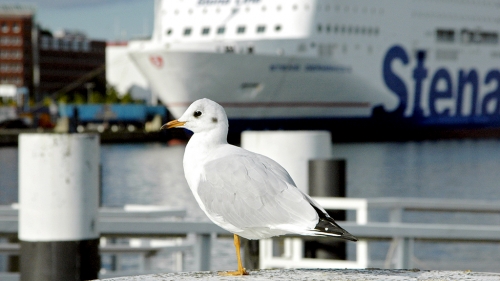 Eine Möwe im Hafen von Kiel, im Hintergrund die StenaLine.