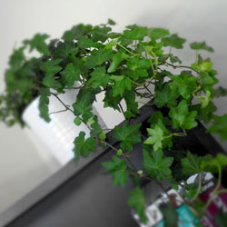 Eine Efeu-Pflanze auf einem Bücherregal